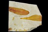 Fossil Seed Fern (Glossopteris) Plate - Australia #129617-2
